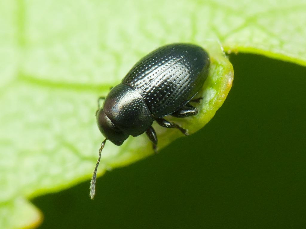 Chaetocnema compressa (Letzner, 1846)